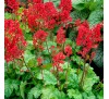 Гейхера Корал Форест (Coral Forest) C1